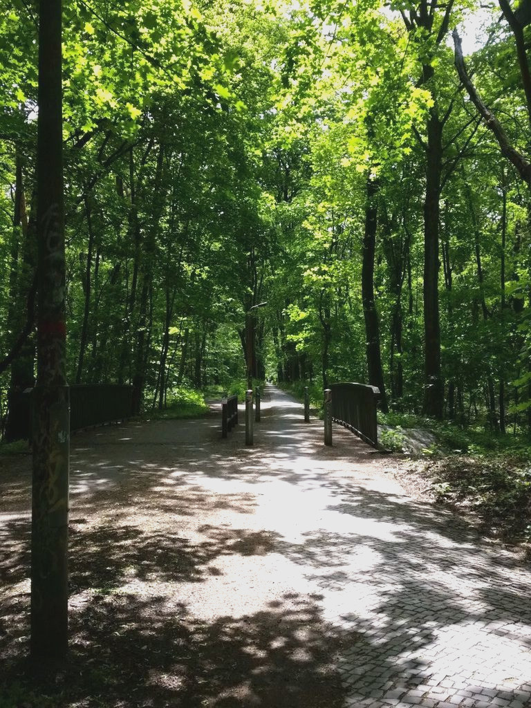 Hegemeisterweg in Rahnsdorf: Radverkehr, Naturschutz und Alternativen zum Ausbau