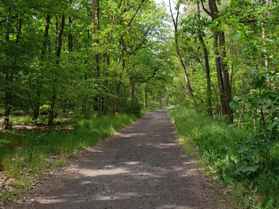Waldweg, Schotterweg zum Strandbad Rahnsdorf