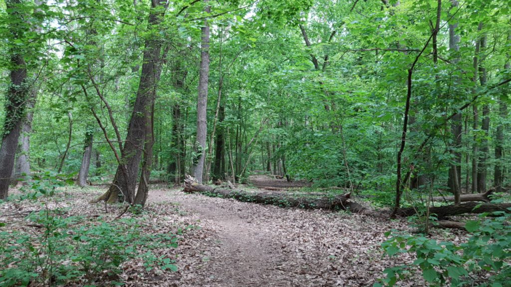 Alter Hegemeisterweg, Waldweg mit umgestürzten Bäumen